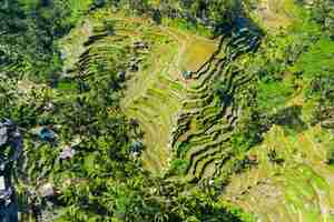 Bezpłatne zdjęcie widok z lotu ptaka tarasowych pól ryżowych bali, indonezja