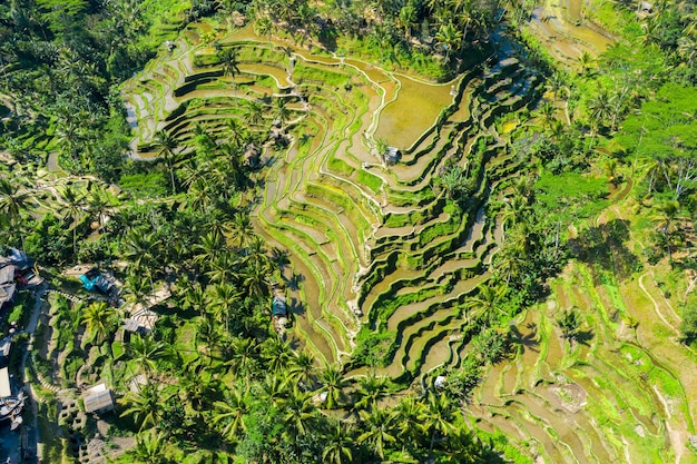 Widok z lotu ptaka tarasowych pól ryżowych Bali, Indonezja