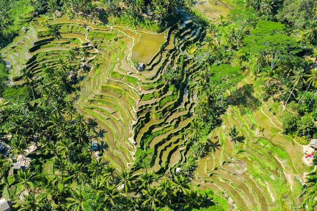 Bezpłatne zdjęcie widok z lotu ptaka tarasowych pól ryżowych bali, indonezja