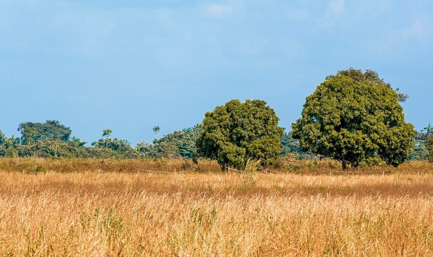 Widok z przodu afrykańskiej przyrody z drzewami