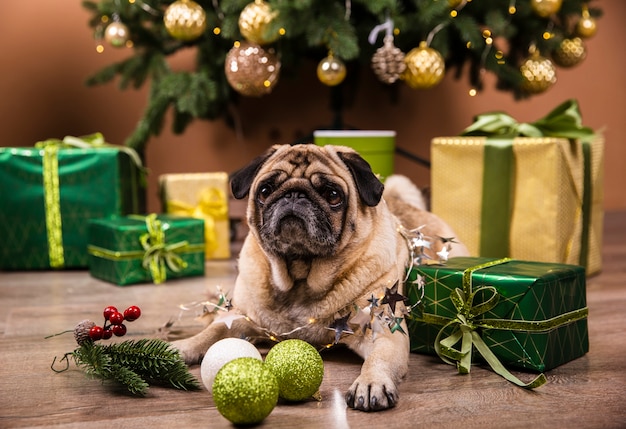 Widok z przodu domowego psa ogląda prezenty świąteczne