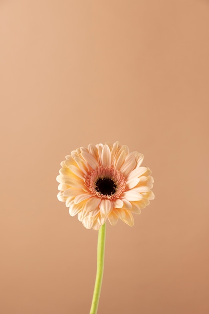 Bezpłatne zdjęcie widok z przodu kwiatu z miejscem na kopię