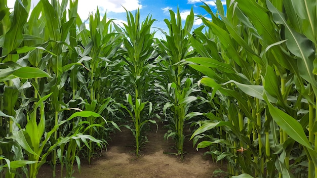 Widok z przodu pola kukurydzy, na którym rośliny osiągnęły maksymalną wysokość
