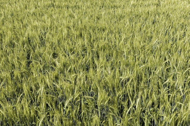 Widok z przodu pola pszenicy