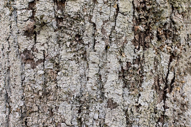 Widok z przodu powierzchni kory drzewa