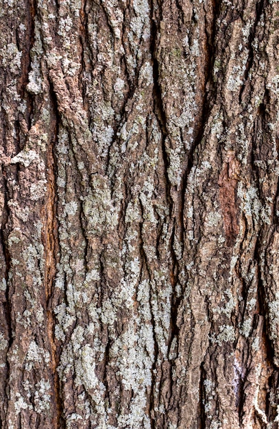 Bezpłatne zdjęcie widok z przodu powierzchni kory drzewa