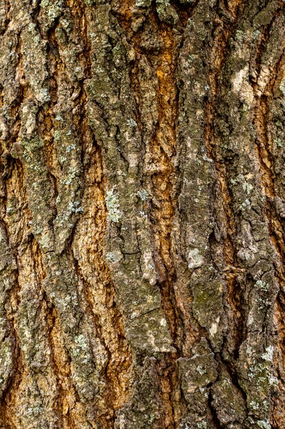 Widok z przodu tekstury kory drzewa