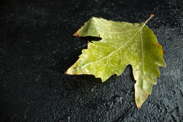 Widok z przodu zielony liść na ciemnym tle drzewo w kolorze jesiennym zdjęcie