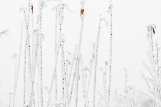 Bezpłatne zdjęcie widok z przodu zimowy krajobraz z zamrożonych pni kwiatów