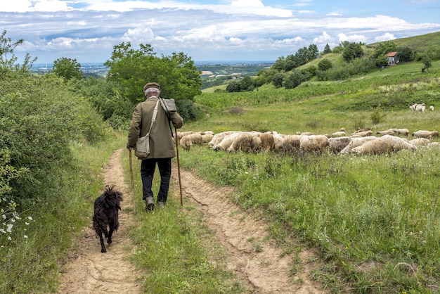 Widok Z Tyłu Krajobrazu Starego Pasterza I Psa Idącego W Kierunku Owiec Na Wsi