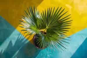 Bezpłatne zdjęcie widok zielonych gatunków palm z pięknymi liśćmi