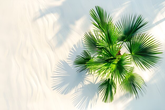 Widok zielonych gatunków palm z pięknymi liśćmi