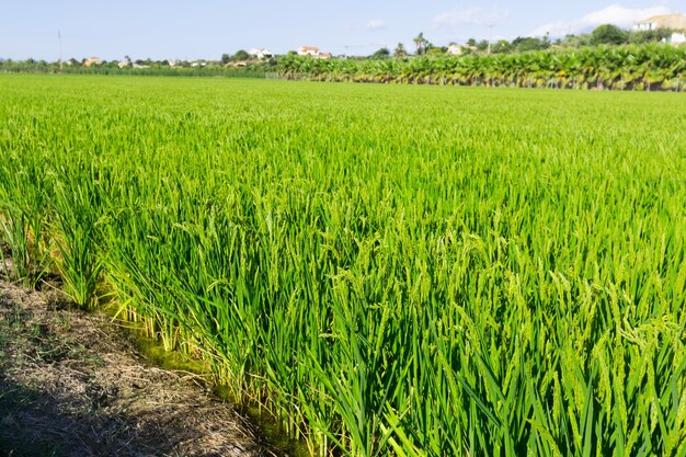 wiejski krajobraz z polami ryżowymi