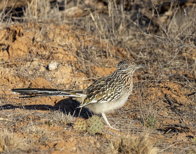 Bezpłatne zdjęcie większy roadrunner w porannym słońcu