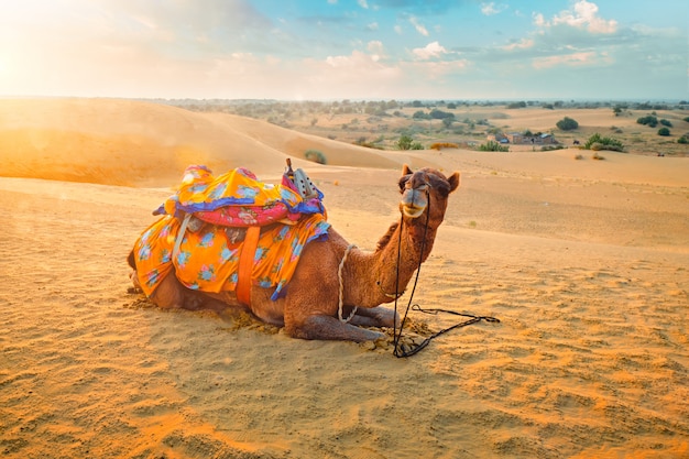 Wielbłąd indyjski w wydmy pustyni thar na zachód słońca. jaisalmer, radżastan, indie