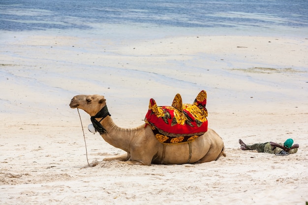 Wielbłąd leżący na piasku na tle oceanu i łodzi