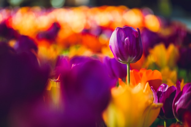 Wiele fioletowych i pomarańczowych tulipanów