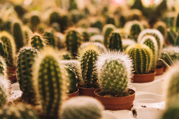 Wiele małych kaktusów