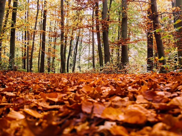 Wiele suchych jesiennych liści klonu spadło na ziemię w otoczeniu wysokich drzew
