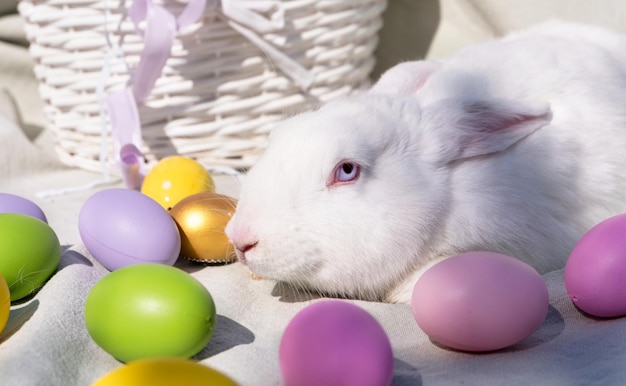 Wielkanocny biały królik o niebieskich oczach w drewnianym koszu z kolorową wstążką i pisanki