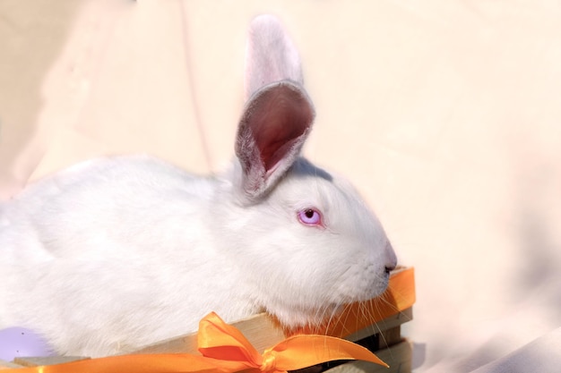 Wielkanocny biały królik o niebieskich oczach w drewnianym koszu z kolorową wstążką