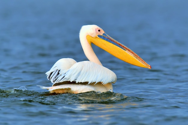 Wielki biały pelikan lecący nad jeziorem na sawannie