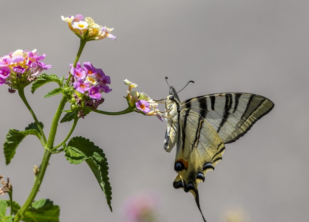 Bezpłatne zdjęcie wielobarwny motyl siedzi na kwiatku