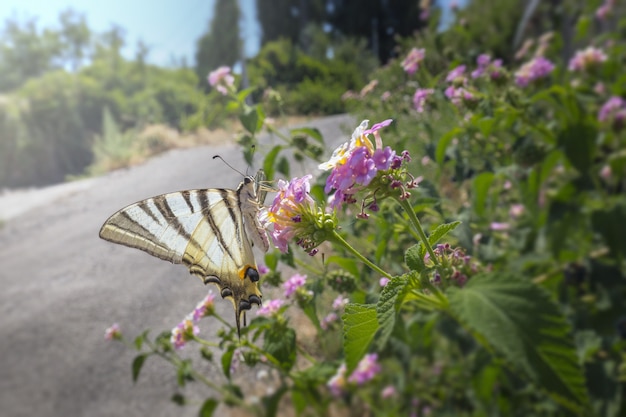 Wielobarwny motyl siedzi na kwiatku