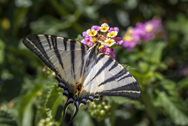 Wielobarwny motyl siedzi na kwiatku