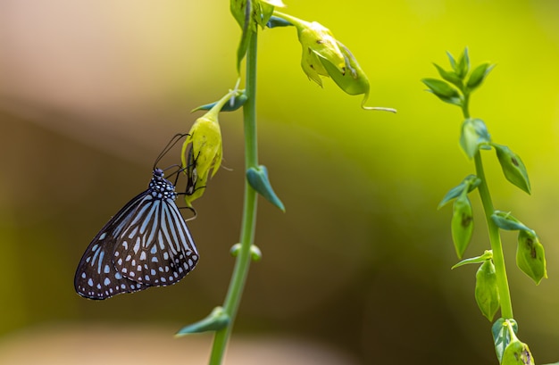 Bezpłatne zdjęcie wielobarwny motyl z bliska