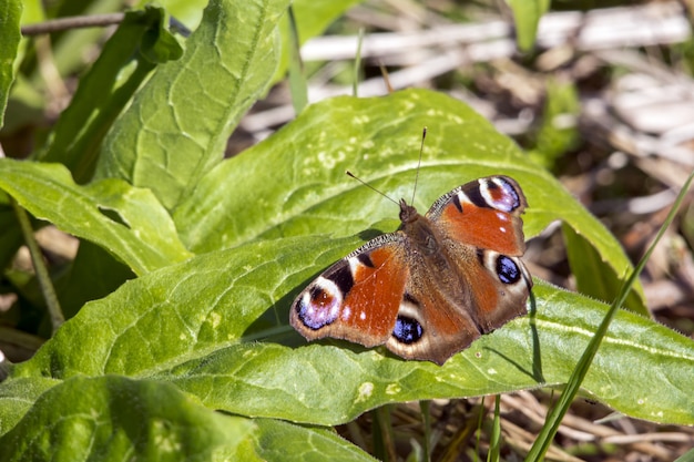 Wielobarwny motyl z bliska