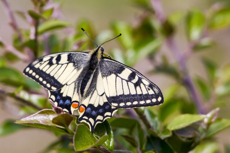 Bezpłatny plik Zdjęcie wielobarwny motyl z bliska