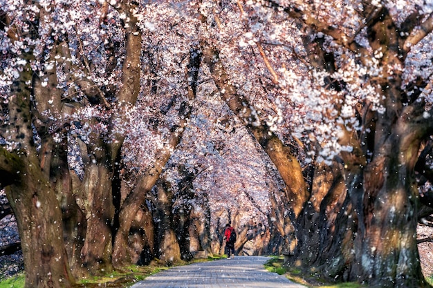 Wiersz drzewa wiśni z płatków spadających kwiatów wiśni na wiosnę, Kioto w Japonii.