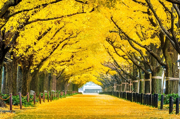 Wiersz żółtego Miłorzębu Jesienią. Jesienny Park W Tokio, Japonia.