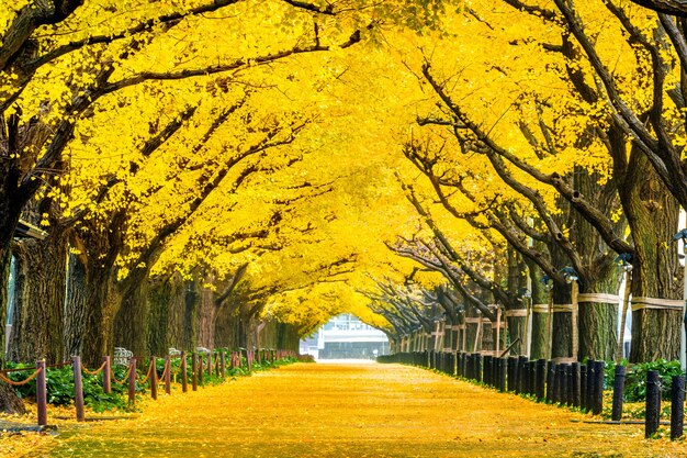 Wiersz żółtego miłorzębu jesienią. Jesienny park w Tokio, Japonia.