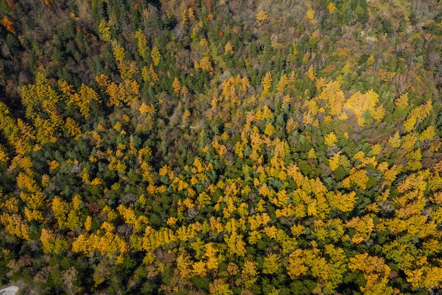 Wierzchołka puszka widok z lotu ptaka nad jesień lasem w kamikochi parku narodowym japonia.