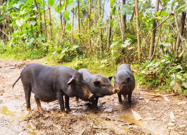 Bezpłatne zdjęcie wietnamska świnia