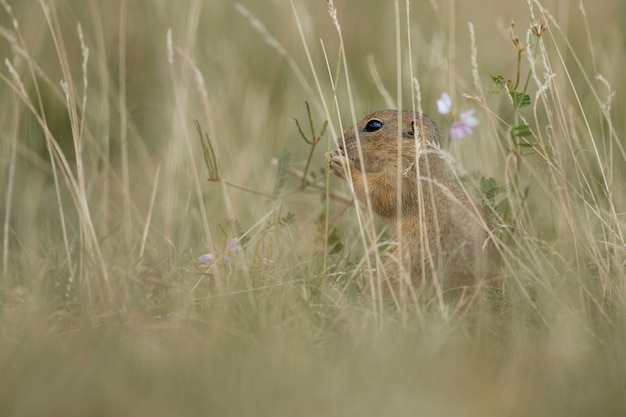 Bezpłatne zdjęcie wiewiórka pospolita na kwitnącej łące suslik pospolity spermophilus citellus