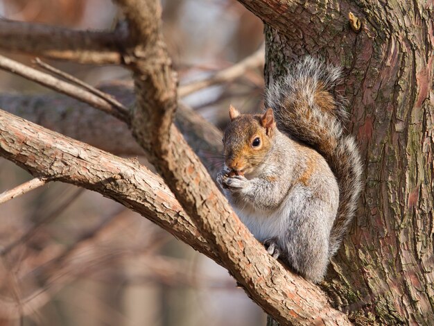 Wiewiórka szara wschodniej siedzi na gałęzi drzewa, jedzenie orzechów