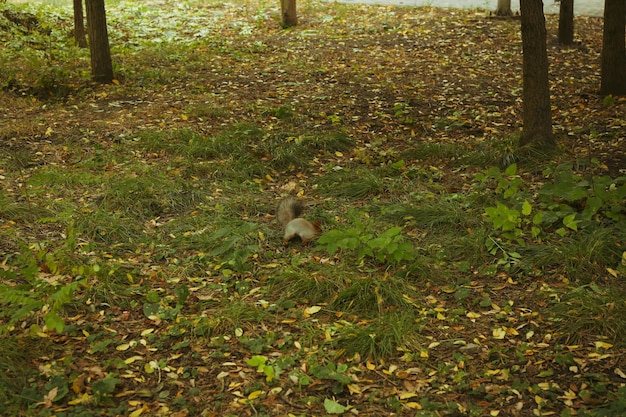 Wiewiórka szuka orzechów w parku