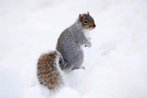 Bezpłatne zdjęcie wiewiórka ze śniegiem zimą