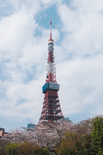 Bezpłatne zdjęcie wieża tokio w sakura