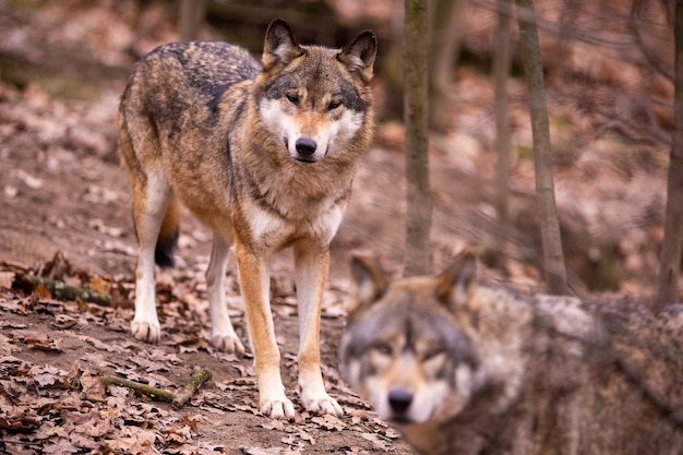 Wilk eurazjatycki w białym środowisku zimowym. Piękny zimowy las. Dzikie zwierzęta w środowisku naturalnym. Europejskie zwierzę leśne. Canis lupus toczeń.