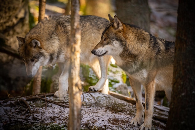 Wilk eurazjatycki w białym środowisku zimowym. Piękny zimowy las. Dzikie zwierzęta w środowisku naturalnym. Europejskie zwierzę leśne. Canis lupus toczeń.