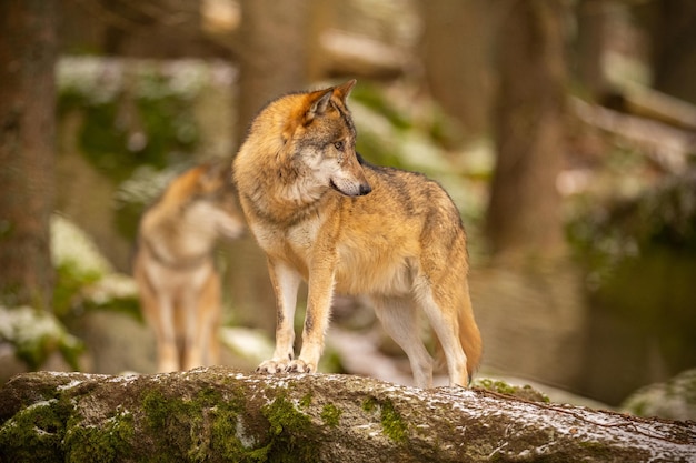 Wilk eurazjatycki w białym środowisku zimowym. Piękny zimowy las. Dzikie zwierzęta w środowisku naturalnym. Europejskie zwierzę leśne. Canis lupus toczeń.