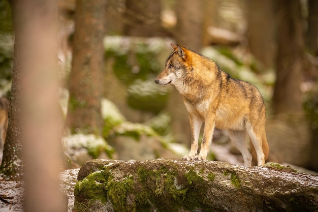 Wilk eurazjatycki w białym środowisku zimowym. Piękny zimowy las. Dzikie zwierzęta w środowisku naturalnym. Europejskie zwierzę leśne. Canis lupus toczeń.