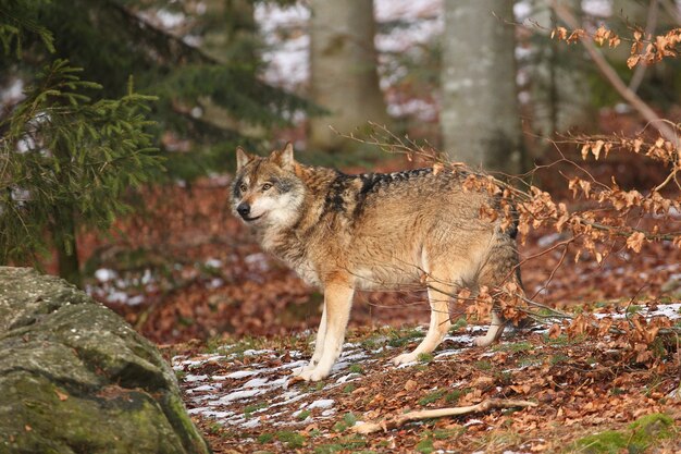 Wilk eurazjatycki w białym zimowym siedlisku Piękny zimowy las