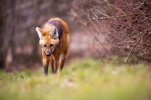 Bezpłatne zdjęcie wilk grzywiasty w swoim naturalnym środowisku. piękne łąki. niesamowite zwierzęta w środowisku naturalnym. ameryka południowa.