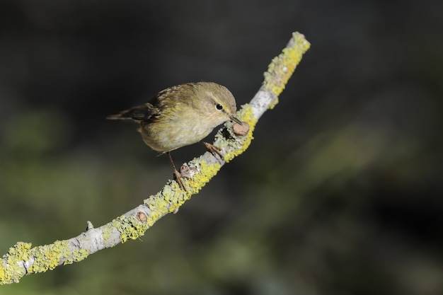 Willow Warbler Phylloscopus Trochilus, Malta, Morze śródziemne