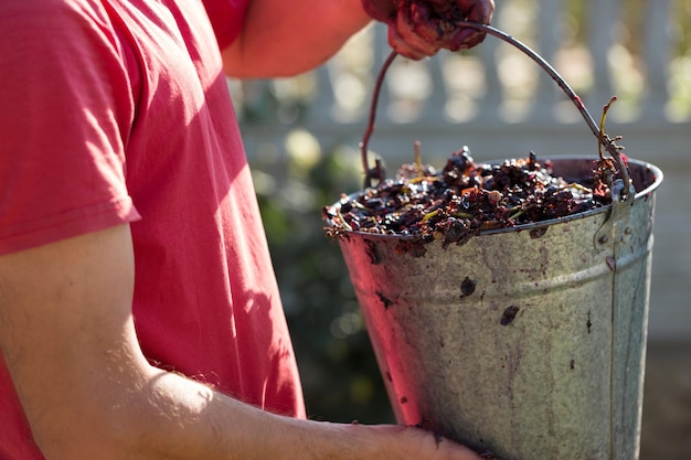 Winiarz wlewa surowce do prasy produkcja tradycyjnych win włoskich